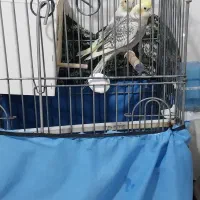 یه جفت عروس هلندی نرو ماده درحال تخم گذاری|پرنده|ماهدشت, |دیوار