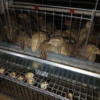 بلدرچین تخمگذار در حال تخمگذاری