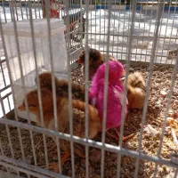 پرنده سرای امامی|پرنده|اصفهان, اصفهانک|دیوار