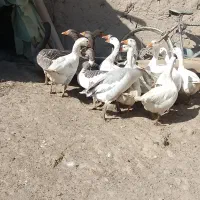 غاز محلی|حیوانات مزرعه|کنگاور, |دیوار