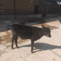 فروش گوساله ماده۱۲۰ کیلو|حیوانات مزرعه|شیراز, داریون|دیوار