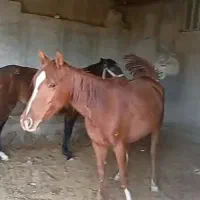 سه تامادیون