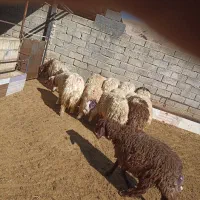 کاور یا بره|حیوانات مزرعه|سوری, |دیوار