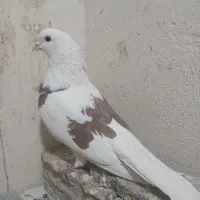 کبوتر شمرونی، ماهرو کاکلی