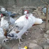 بوقلمون محلی و برنز|حیوانات مزرعه|بیرجند, |دیوار