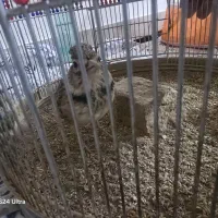 سهره سهره قناری