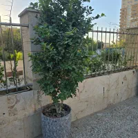 یاس هلندی ارتفاع ۲.۲۰|گل و گیاه طبیعی|تهران, کوهک|دیوار