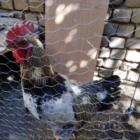 خروس