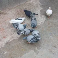 کفتر یاکبوتر|پرنده|مشهد, شهید احمدی روشن|دیوار