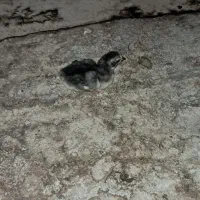 فروش خروس لاری