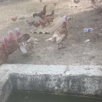 نیمچه مرغ و خروس اردک اسرائیلی  بوقلمون نر و ماده