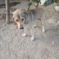 سگ پژدر یک سال|سگ|ملایر, |دیوار