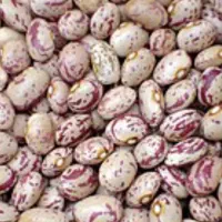 فروش لوبیا قرمز و چیتی