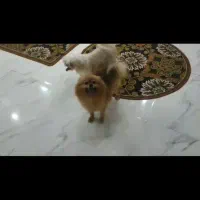 پامرعروسکی