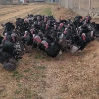 بوقلمون ارگانیک