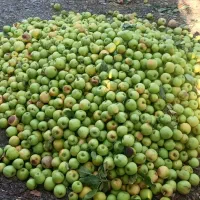 فروش ضایعات سیب درختی