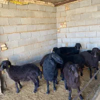 بره قوچ نژاد افشار