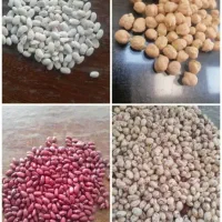 حبوبات لرستان