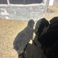 بره ریز سیاه سام و افشار درجه یک استثنای