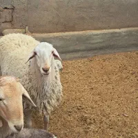 سلام دو عدد بره نر آصف