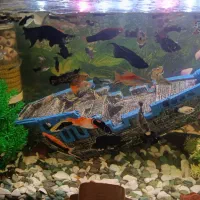 مولی و گوپی در انواع نژاد و سایز