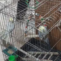 یک جفت عروس هلندی با قفس|پرنده|تهران, شمس‌آباد|دیوار