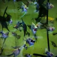 *آنجل باله بلند*|ماهی|تبریز, |دیوار