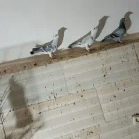 شامی|پرنده|بیرجند, |دیوار