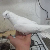 کبوتر سفید کاکلی