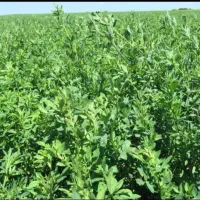 یونجه علفی چین اول