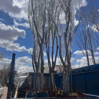 تمام قسطی تمام چکی با سی درصد نقد نهال نهالستان