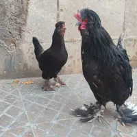 مرغ و خروس سلطان