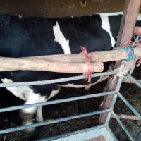 گوساله گوشتی|حیوانات مزرعه|اصفهان, شهرک امام خمینی|دیوار