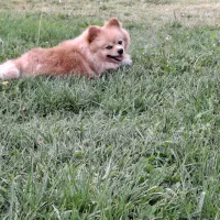 گمشده سگ پامرین|سگ|فولادشهر, C1|دیوار