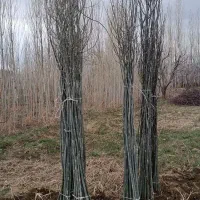 پیش فروش نهال تبریزی چیت|خدمات باغبانی و درختکاری|سلماس, |دیوار