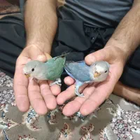 طوطی برزیلی جوجه عروس هلندی سرلاکی