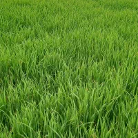 اجاره ۲۵ هکتار زمین زراعی|اجارهٔ دفتر صنعتی، کشاورزی، تجاری|سیمین شهر, |دیوار