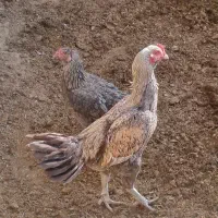 خروس دورگه و مرغ محلی