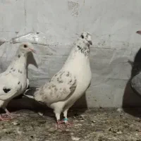 کبوتر تهرانی نر پرشی