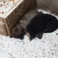 توله سگ شرمن ورک سیبل