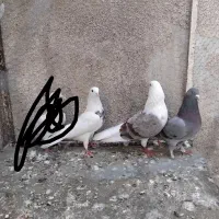 کبوتر دوبالی وطوقی وسبز ساده سرخ|پرنده|گرگان, |دیوار