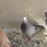 بهبهانی|پرنده|مرودشت, دولت آباد|دیوار