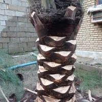 تمیز کردن درختان و باغچه