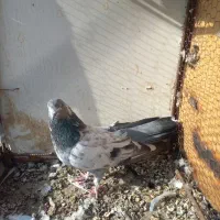 کبوتر|پرنده|همدان, |دیوار