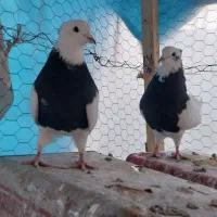 کبوتر.کفتر. طوقی|پرنده|رودشت (اصفهان), |دیوار