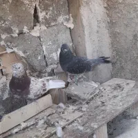 سرور|پرنده|مشکین‌دشت, |دیوار