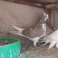 کفترتعداد۶طوق مفلق و بالغ پرشی|پرنده|فولادشهر, A4|دیوار