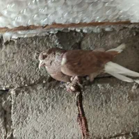 کفتر