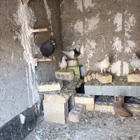 ۱۲ عدد کفتر پرشی باجوجه