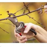 هرس حرفه ای درختان